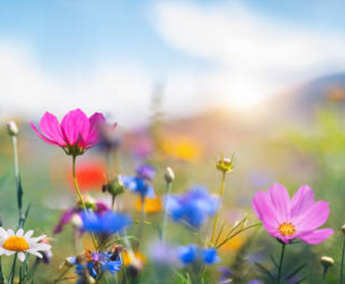 Arreglos de flores funerarios para tanatorios Campo de flores silvestres rosadas, moradas y blancas