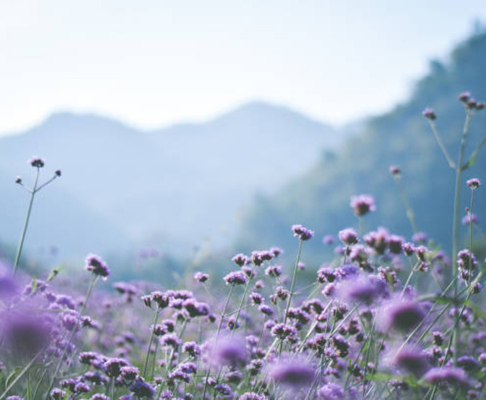 Envío urgente de corona de flores funerarias Campo de lavanda con montes de fondo